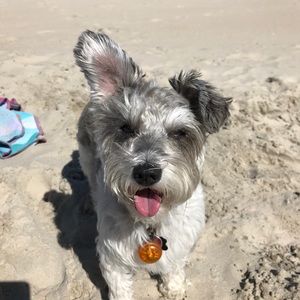 Meet your Posher, Cat